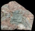Moroccan Crinoid (Scyphocrinites) Plate #56265-1
